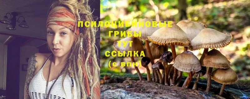 Галлюциногенные грибы Psilocybine cubensis Заозёрск